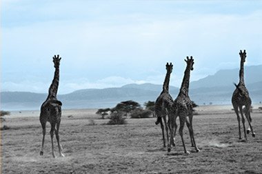 Personalised Tours & Safari Packages